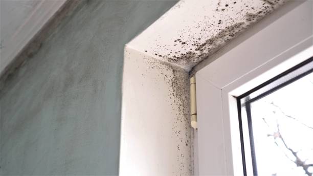 Best Residential Mold Inspection & Testing  in Coldspring, TX